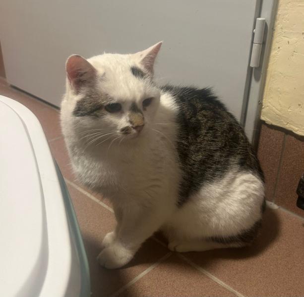 Europäische Hauskatze